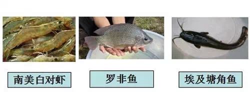 中國養殖基地 yzjidi.com