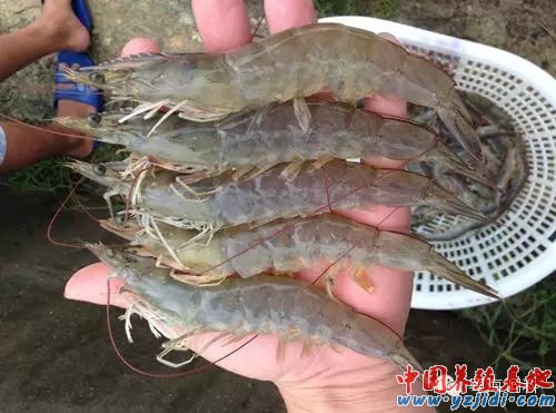 中國養殖基地 yzjidi.com