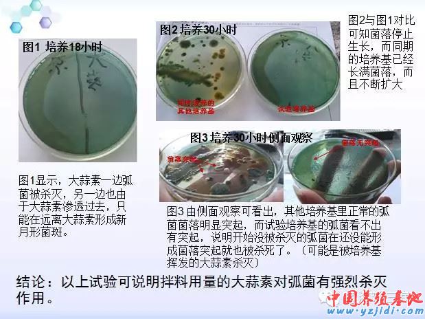 中國養殖基地 yzjidi.com