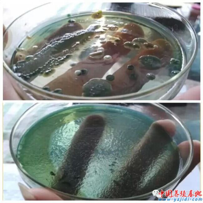 中國養殖基地 yzjidi.com