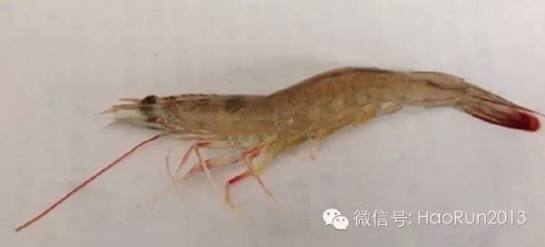 中國養殖基地 yzjidi.com