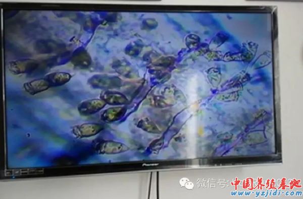 中國養殖基地 yzjidi.com