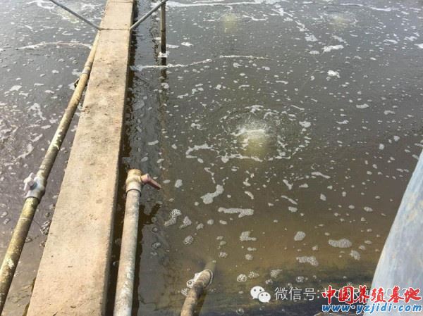 中國養殖基地 yzjidi.com