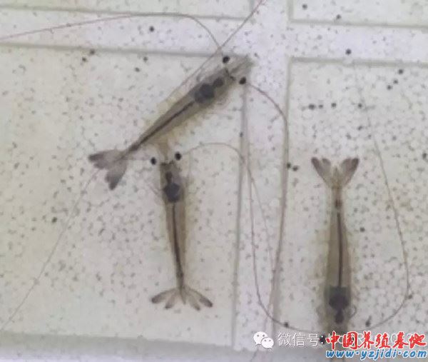 中國養殖基地 yzjidi.com