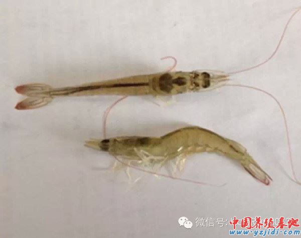 中國養殖基地 yzjidi.com