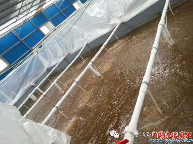 中國養殖基地 yzjidi.com