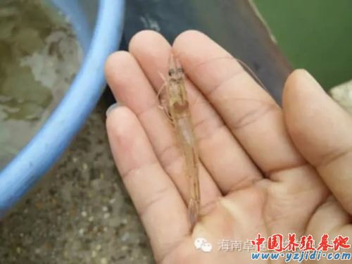 中國養殖基地 yzjidi.com