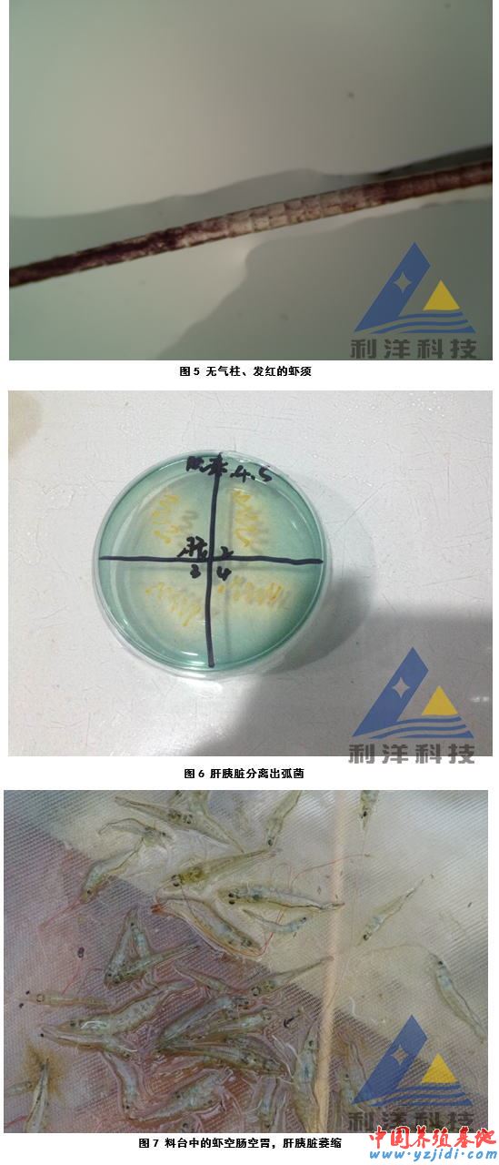 中國養殖基地 yzjidi.com