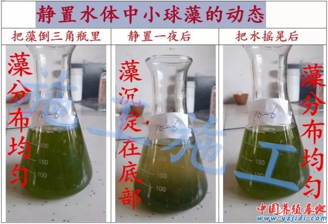 中國養殖基地 yzjidi.com