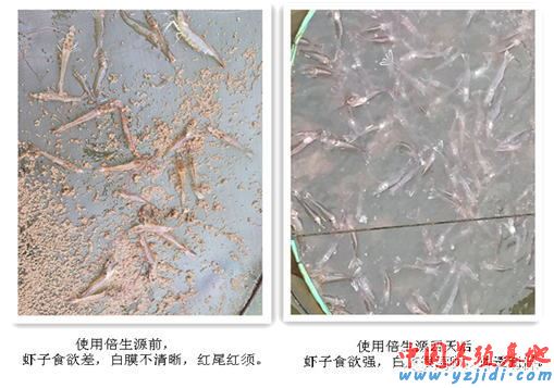 中國養殖基地 yzjidi.com