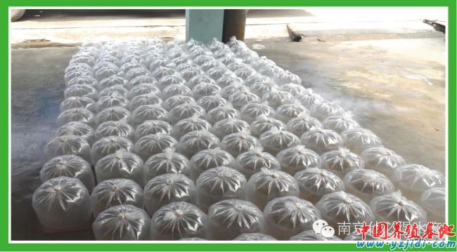 中國養殖基地 yzjidi.com