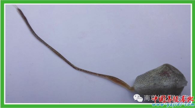 中國養殖基地 yzjidi.com