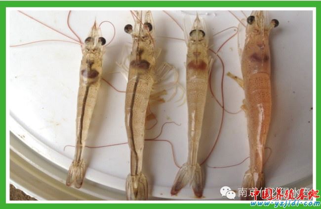 中國養殖基地 yzjidi.com