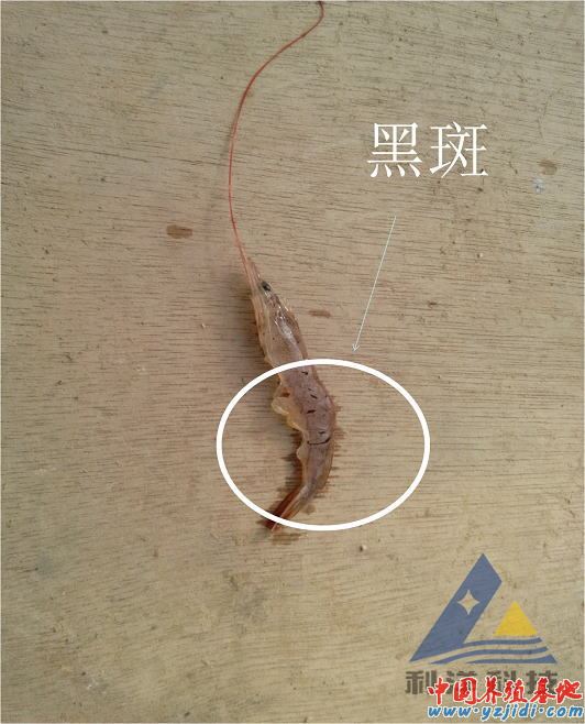 中國養殖基地 yzjidi.com