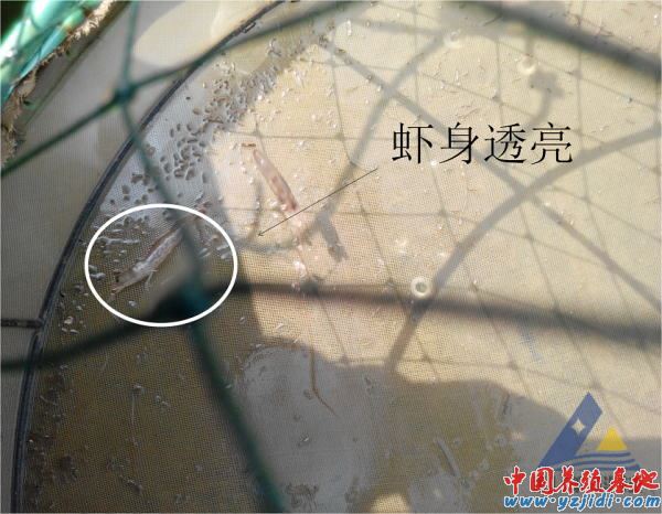中國養殖基地 yzjidi.com