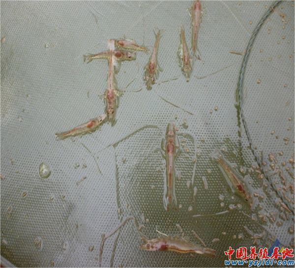 中國養殖基地 yzjidi.com