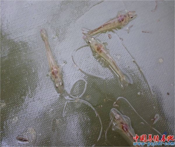 中國養殖基地 yzjidi.com