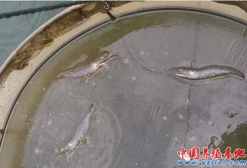 中國養殖基地 yzjidi.com