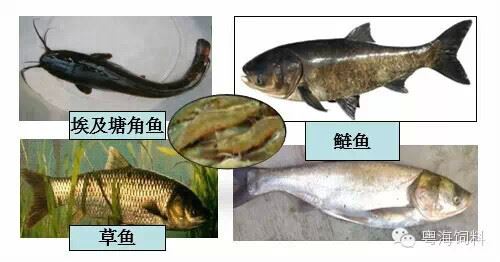 中國養殖基地 yzjidi.com