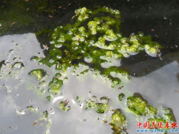中國養殖基地 yzjidi.com
