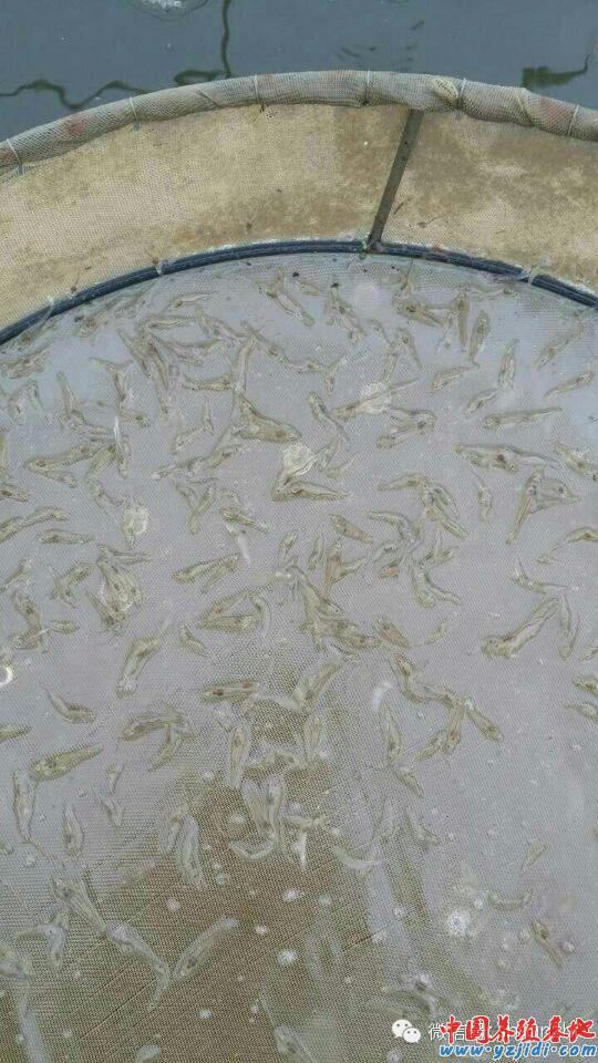 中國養殖基地 yzjidi.com