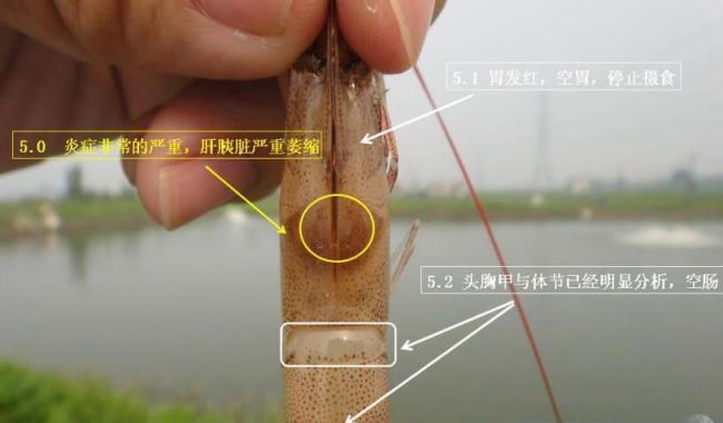 中國養殖基地 yzjidi.com