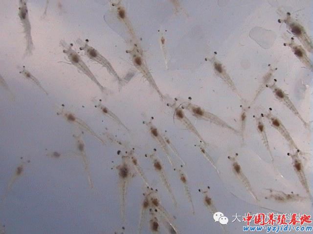 中國養殖基地 yzjidi.com