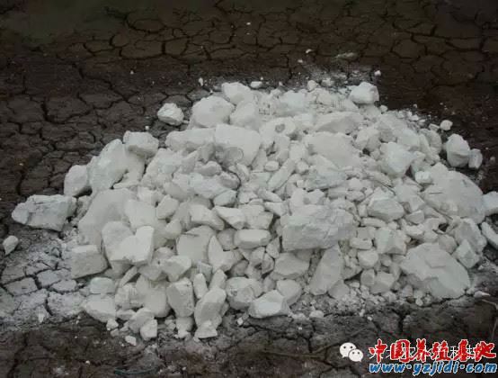 中國養殖基地 yzjidi.com
