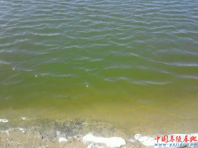 中國養殖基地 yzjidi.com