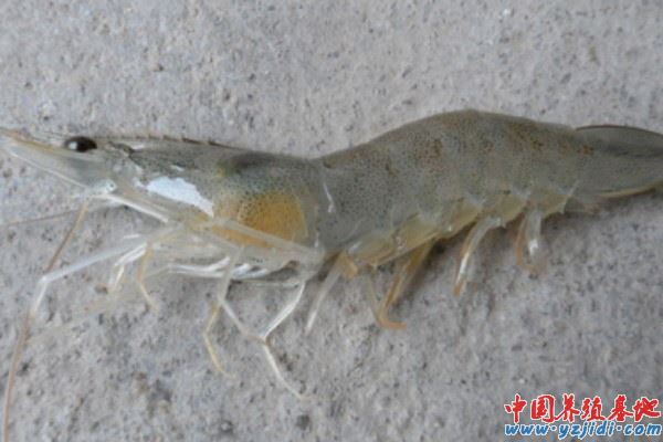 中國養殖基地 yzjidi.com