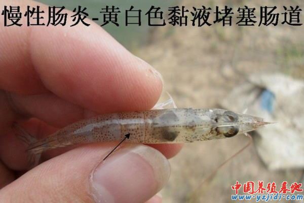 中國養殖基地 yzjidi.com