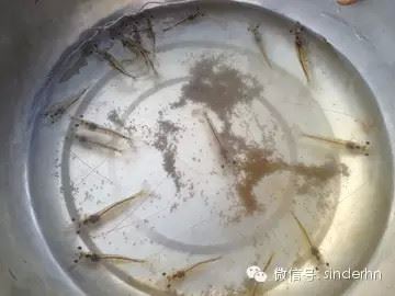 中國養殖基地 yzjidi.com
