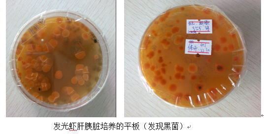中國養殖基地 yzjidi.com