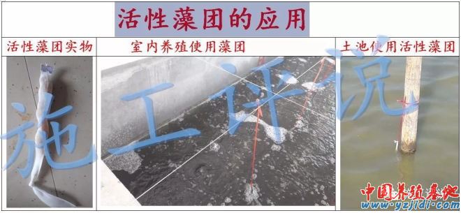 中國養殖基地 yzjidi.com