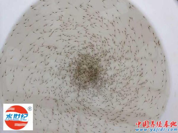 中國養殖基地 yzjidi.com
