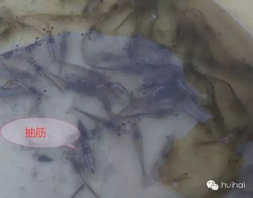 中國養殖基地 yzjidi.com
