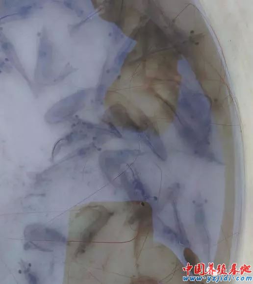 中國養殖基地 yzjidi.com