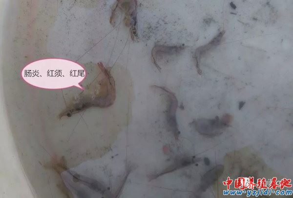中國養殖基地 yzjidi.com