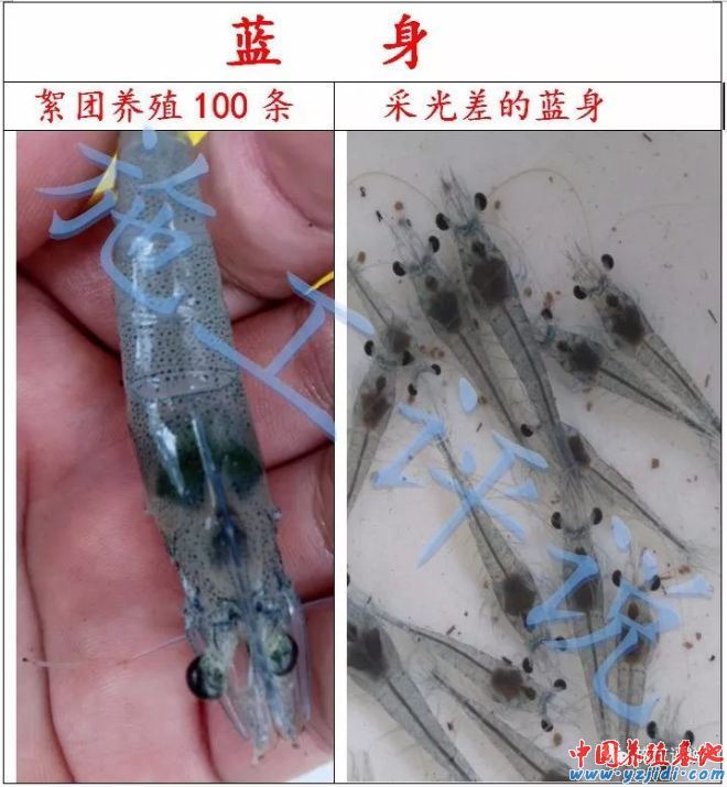 中國養殖基地 yzjidi.com