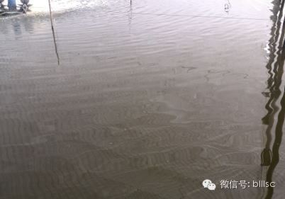 中國養殖基地 yzjidi.com