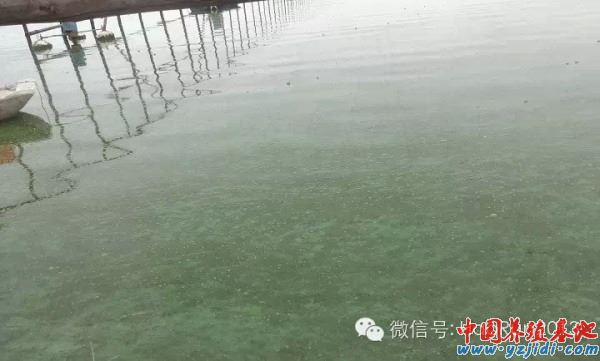 中國養殖基地 yzjidi.com