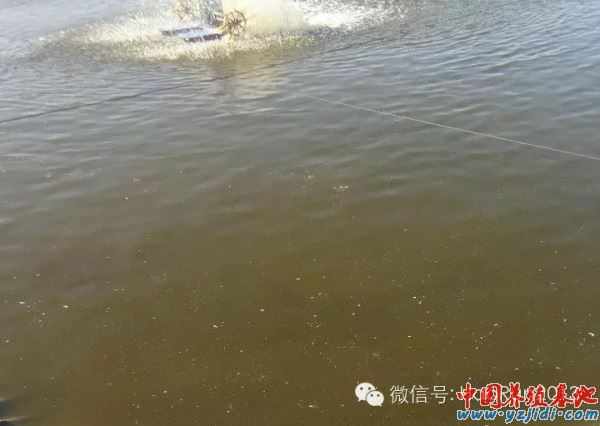 中國養殖基地 yzjidi.com