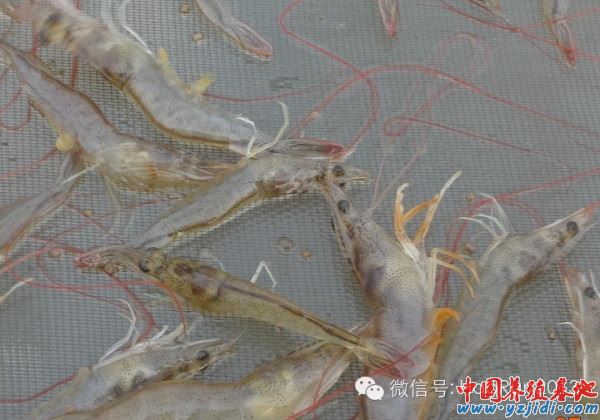 中國養殖基地 yzjidi.com