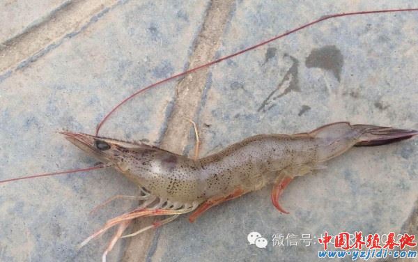 中國養殖基地 yzjidi.com