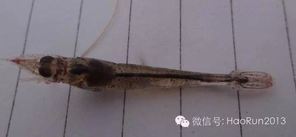 中國養殖基地 yzjidi.com