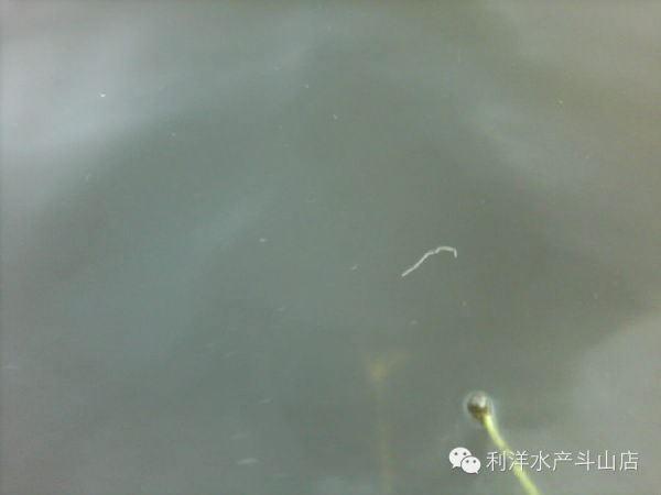 中國養殖基地 yzjidi.com