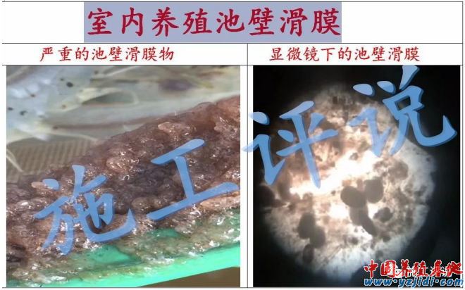 中國養殖基地 yzjidi.com