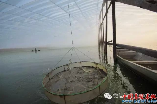 中國養殖基地 yzjidi.com