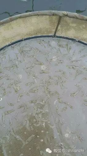 中國養殖基地 yzjidi.com