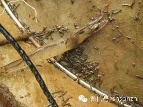 中國養殖基地 yzjidi.com